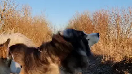 Horizontal video: Man walking in the outdoors with dogs 6138681. Duration: 12 seconds. Resolution: 7680x4320