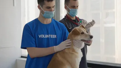 Horizontal video: A veterinarian checking a dog 7469794. Duration: 26 seconds. Resolution: 1920x1080