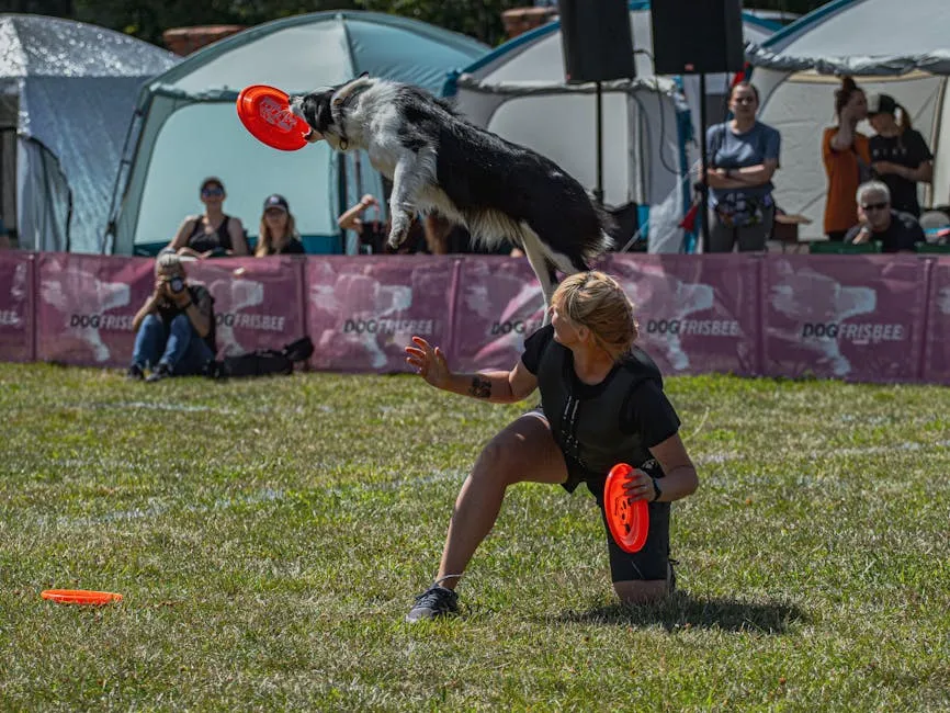 A border collie leaps to catch a frisbee at an outdoor dog frisbee contest, showcasing skill and agility.