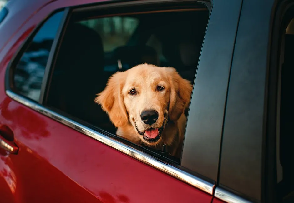 Adorable Golden Retriever with head out of car window on a sunny day.