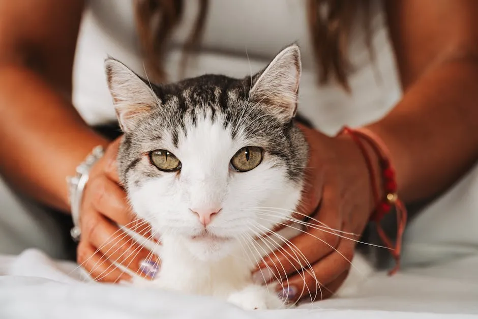 Woman Hands Holding Cat