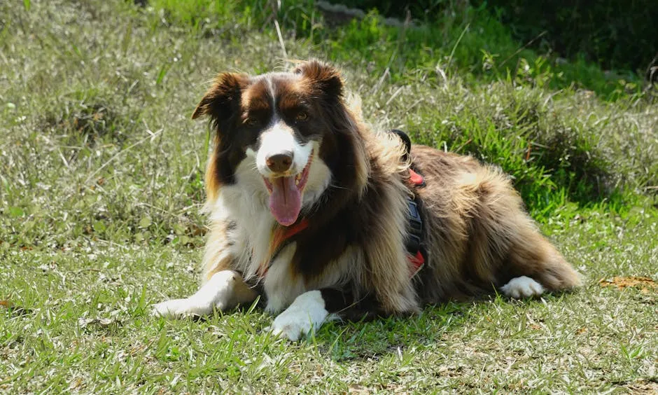 Happy Border Collie Lying on Grass Outdoors