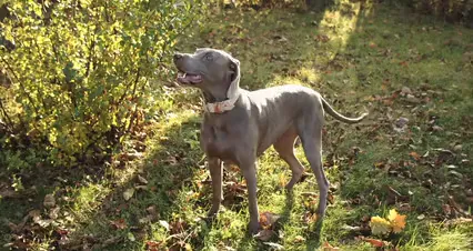 Horizontal video: Wide shot of a dog standing in the grass 5794695. Duration: 13 seconds. Resolution: 4096x2160