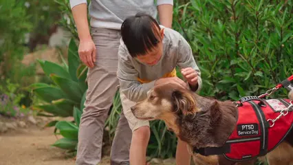 Horizontal video: A child petting his pet dog 8297930. Duration: 12 seconds. Resolution: 1920x1080