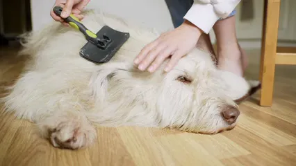Horizontal video: A person grooming a dog lying down on the floor 8498676. Duration: 19 seconds. Resolution: 3840x2160