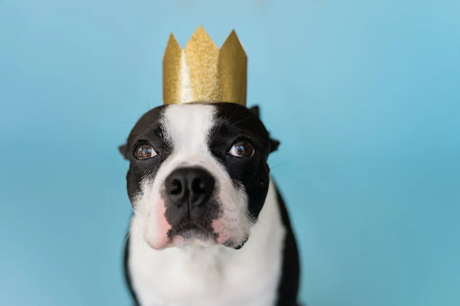 Charming Boston Terrier wearing a golden crown against a blue background, perfect for pet lovers.