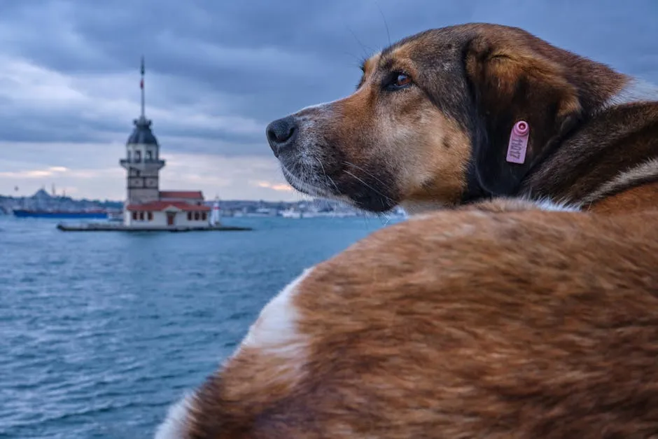 Brown Dog with an Ear Tag