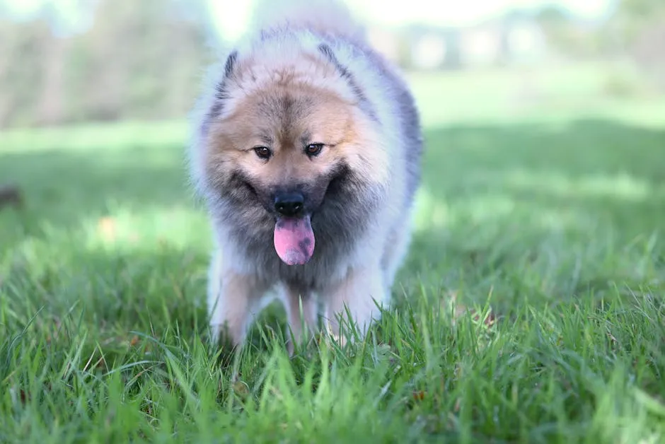 Adorable fluffy Eurasier dog walking in a sunny park, showing off its playful side.