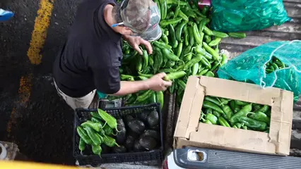 Horizontal video: High angle shot of man in black shirt choosing a green peppers 4832073. Duration: 18 seconds. Resolution: 3840x2160