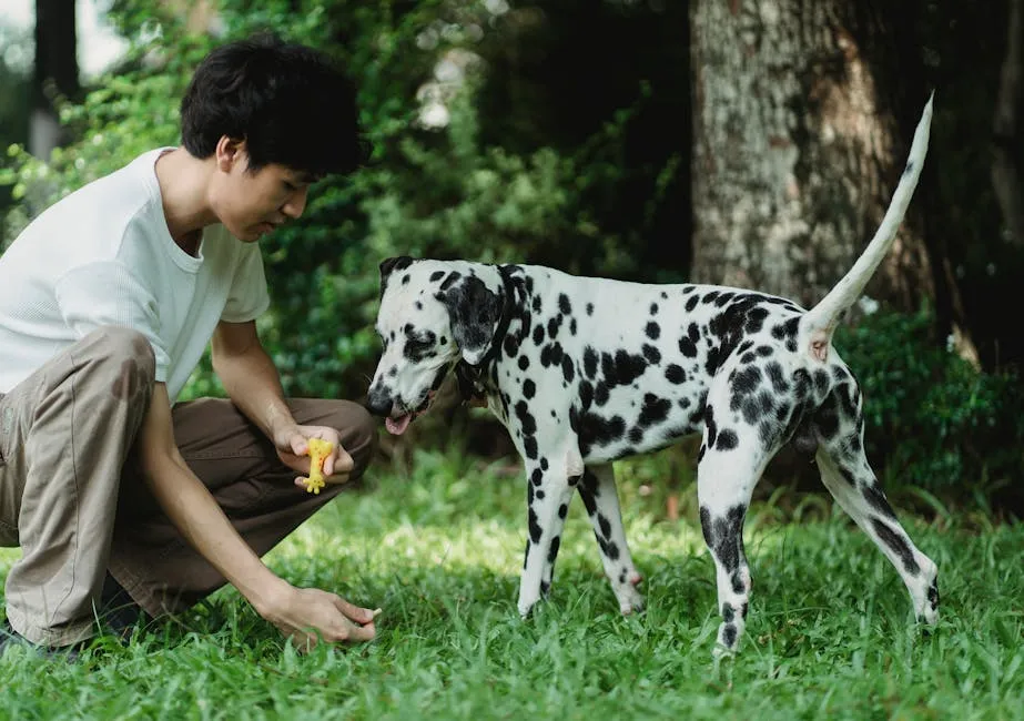 A man interacting with a Dalmatian dog during a training session in a grassy park.