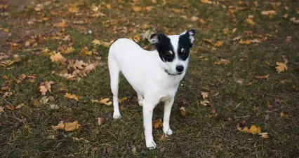 Horizontal video: White dog in the park 5751625. Duration: 13 seconds. Resolution: 4096x2160