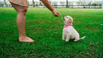 Horizontal video: Faceless woman petting and giving treats to a dog in a park 5764220. Duration: 9 seconds. Resolution: 1920x1080