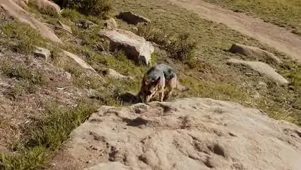 Horizontal video: A dog running on the grass 7348295. Duration: 7 seconds. Resolution: 1920x1080