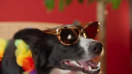 Horizontal video: Close up view of a border collie wearing sunglasses 7678720. Duration: 9 seconds. Resolution: 3840x2160
