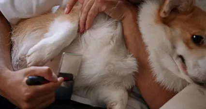 Horizontal video: A man brushing his corgi 9986247. Duration: 14 seconds. Resolution: 4096x2160