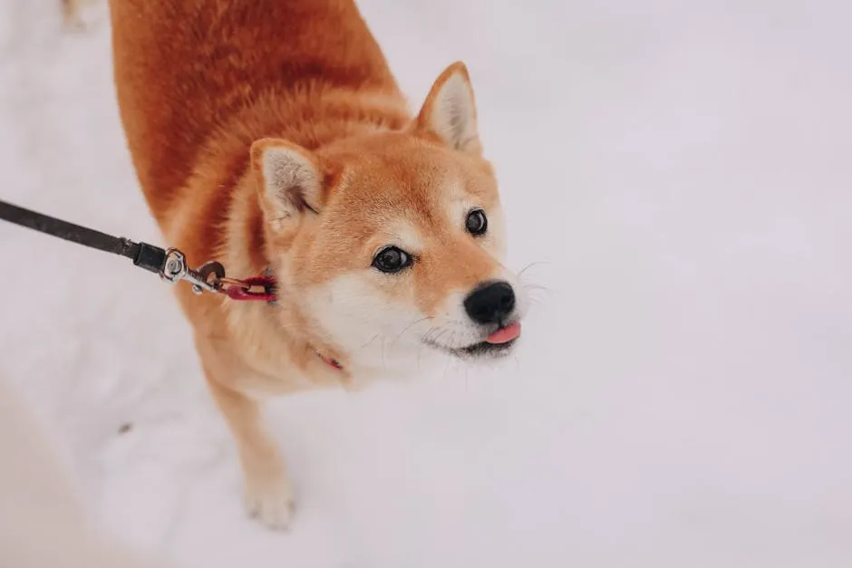 Close-up of a Shiba Inu on a leash in the snow during winter season.