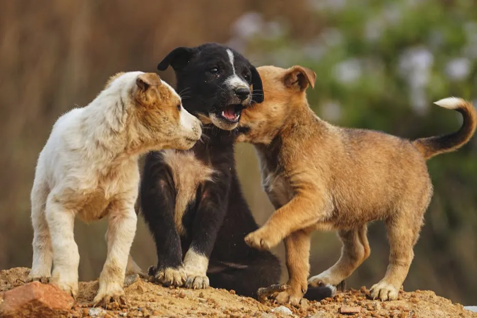 Puppies Playing Together