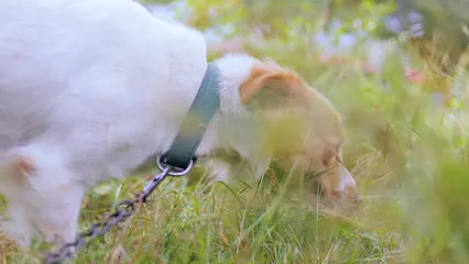 Horizontal video: A dog with its tongue out in the grass 20337637. Duration: 27 seconds. Resolution: 1920x1080