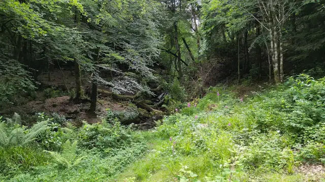 Horizontal video: Serene irish forest with flowing stream 29420405. Duration: 13 seconds. Resolution: 3840x2160