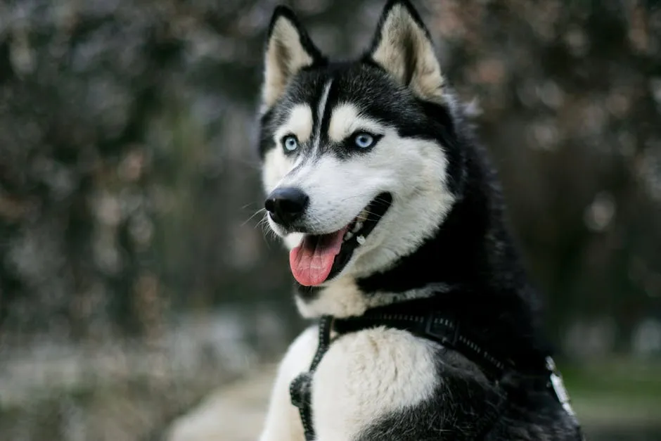 Close-up portrait of a Siberian Husky dog with bright blue eyes, outdoors.