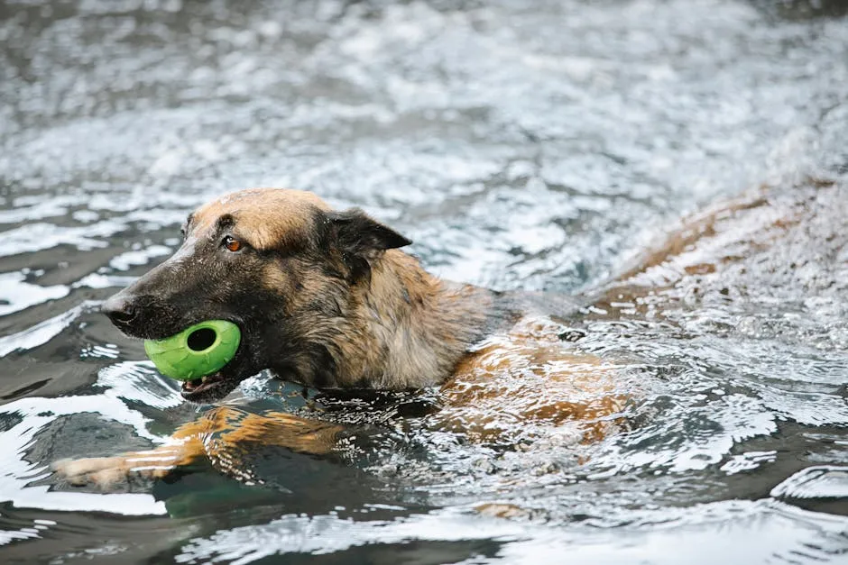 A German Shepherd dog energetically swims through water with a green toy ball in its mouth.