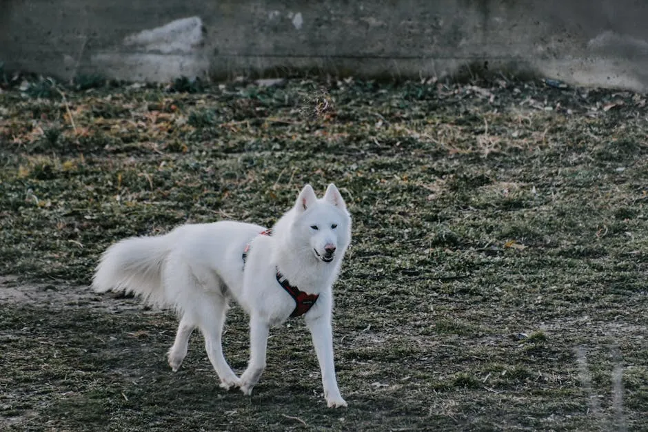 Dog Walking on Green Grass Field