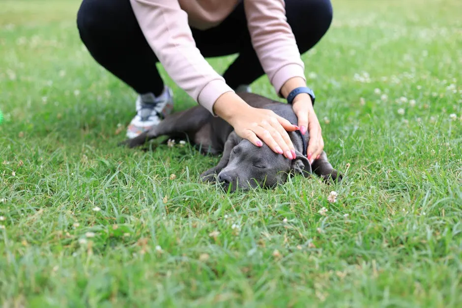 A woman lovingly strokes a sleeping dog on a green lawn outdoors. Captured in a serene park setting.