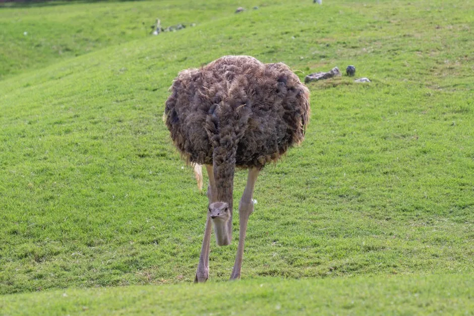 A majestic ostrich feeding on a lush green hillside in Valencia, Spain.