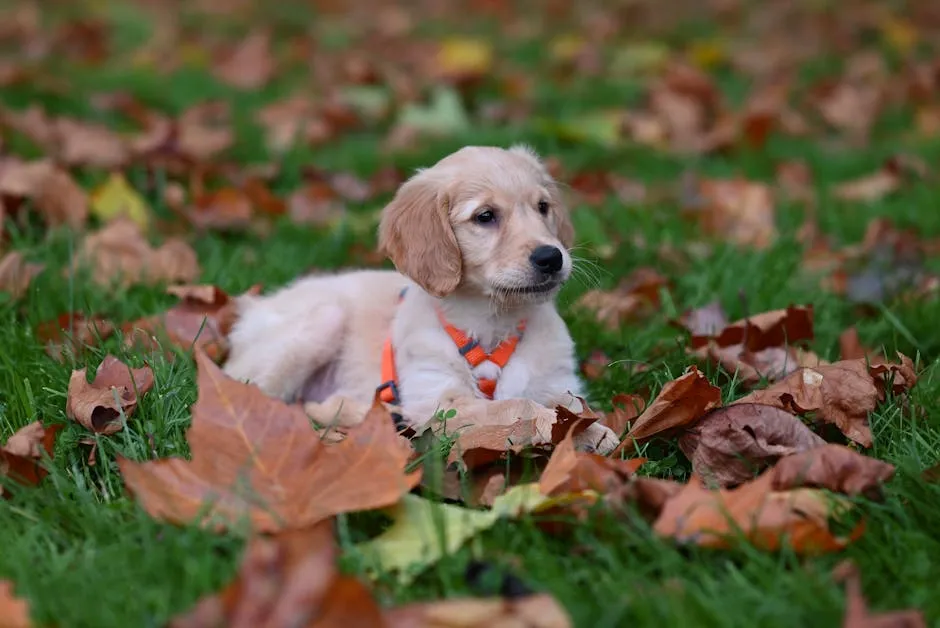 Adorable Golden Retriever puppy lying in colorful autumn leaves outdoors.