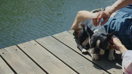 Horizontal video: Close up footage of people touching a puppy 8402603. Duration: 13 seconds. Resolution: 3840x2160