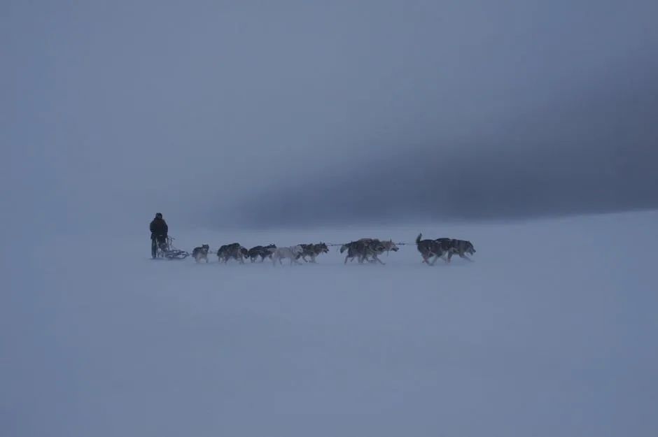 A Person Riding a Sled Pulled by Sled Dogs on Snow Covered Ground