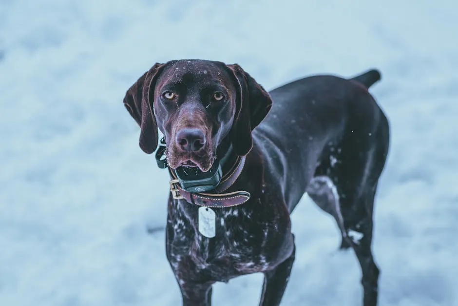 Portrait of a German Shorthaired Pointer standing in a snowy winter setting, showcasing its attentive gaze.