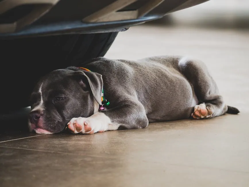 Adorable American Bully puppy sleeping peacefully on the floor, showcasing its cute and tranquil demeanor.