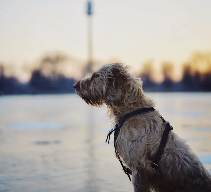 Irish Wolfhound Dog on Lakeside