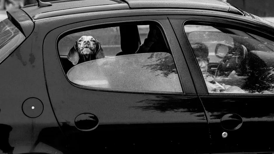 Dog in Car Window