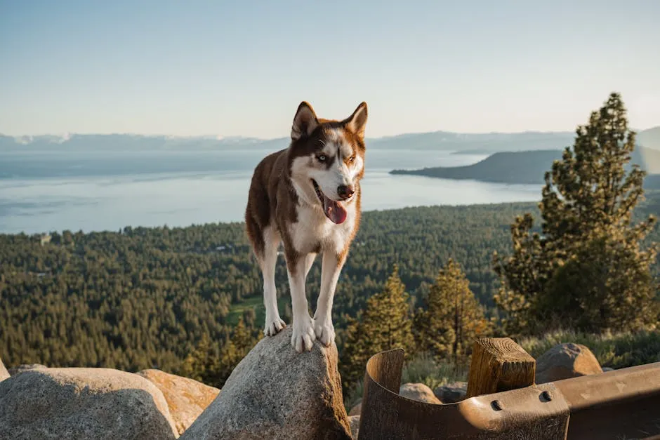 Siberian Husky on Rocky Overlook at Lake Tahoe