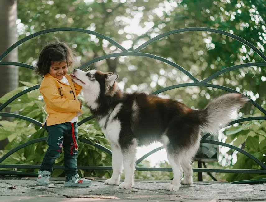 Free stock photo of dog, garden, husky