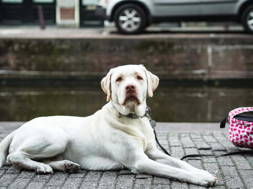 A white Labrador Retriever resting by a canal in Amsterdam, Netherlands.