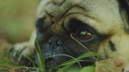 Horizontal video: Sleepy dog 4980087. Duration: 14 seconds. Resolution: 3840x2160