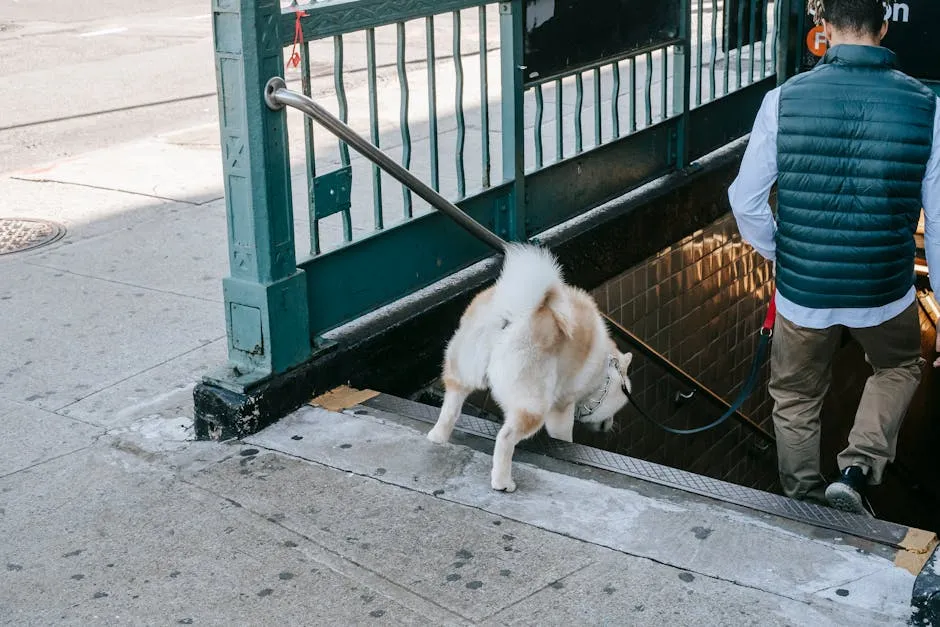 A man walks an Akita Inu dog down subway station steps in an urban setting, reflecting a modern lifestyle.