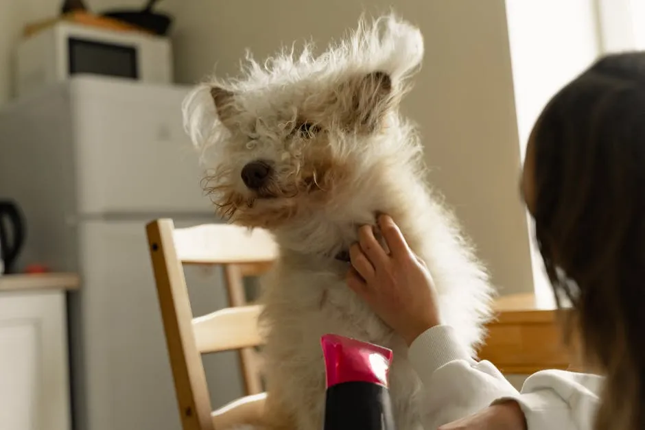 A fluffy dog getting a grooming session with a hairdryer by its owner at home.