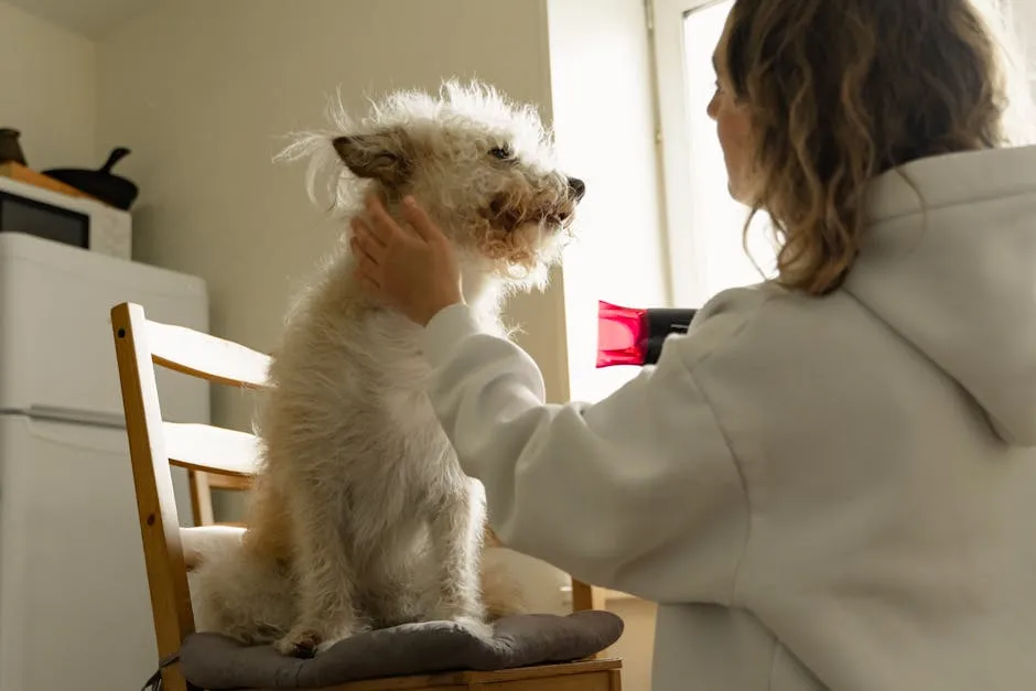 A woman gently dries her fluffy dog with a hair dryer inside a sunlit room.