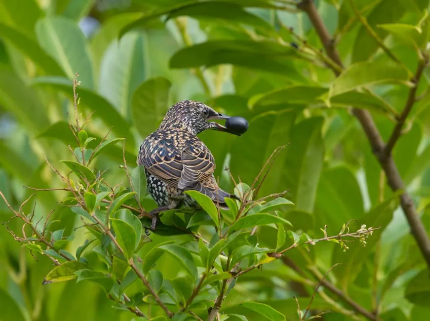 Starling Bird Eating Berry