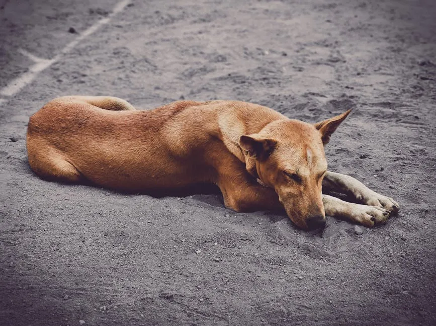 A peaceful street dog sleeping on sandy ground, showcasing natural beauty and calmness.