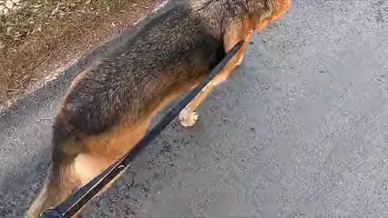Horizontal video: Dogwalk 4039875. Duration: 16 seconds. Resolution: 1920x1080