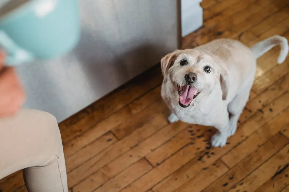 Purebred puppy with opened mouth sitting near owner