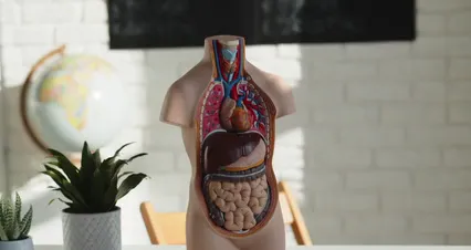 Horizontal video: A human anatomy mannequin 8115432. Duration: 11 seconds. Resolution: 4096x2160