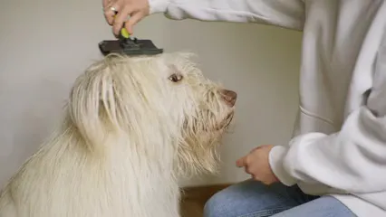 Horizontal video: A person grooming a dog 8498672. Duration: 12 seconds. Resolution: 3840x2160