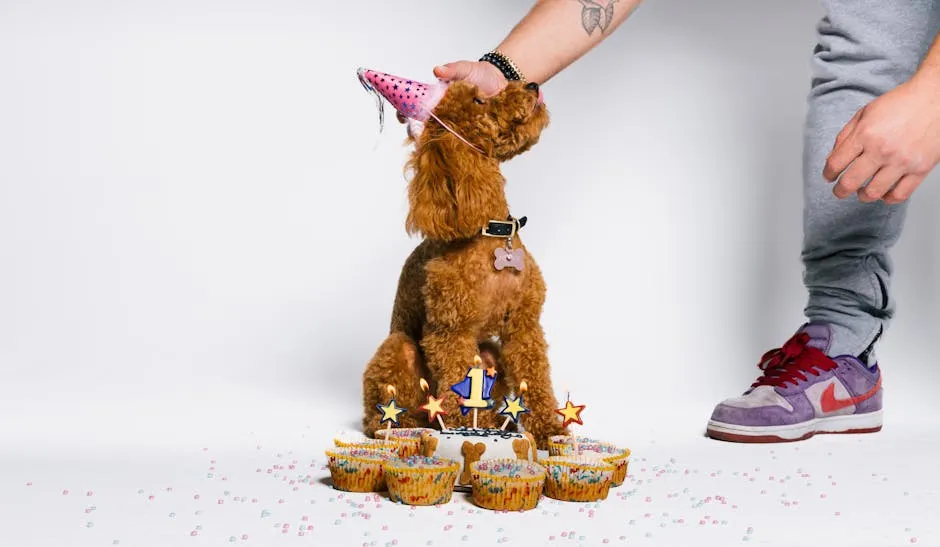 Cute dog wearing birthday hat with cupcakes and human hand on white background.