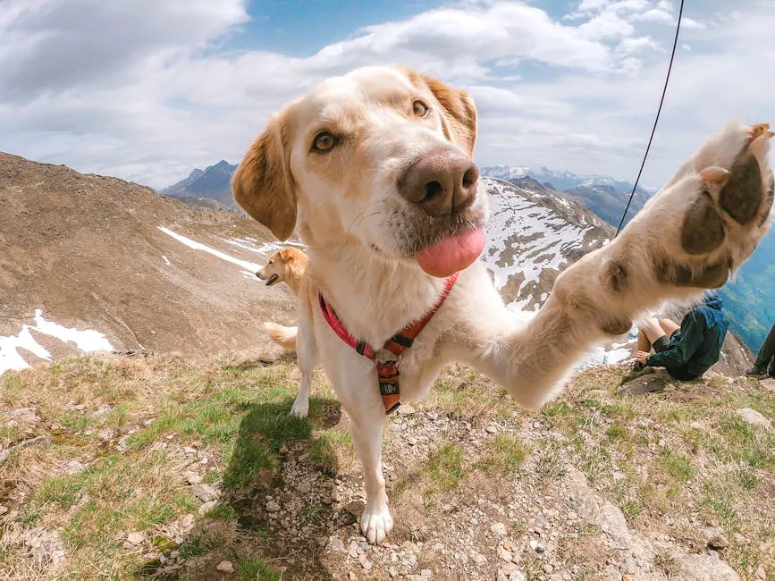 Cute Dog Touching Camera Posing in Mountains 